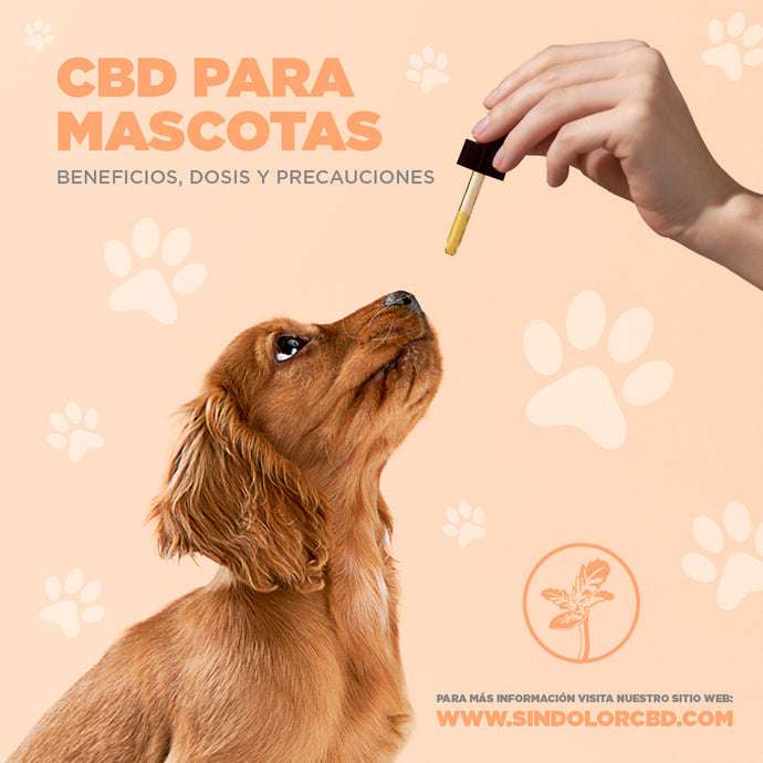 CBD para mascotas: Beneficios, dosis y precauciones